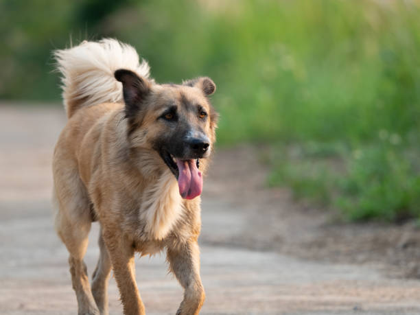 istock Close up Smile Dog Running Isolated on Nature Background 1143680730