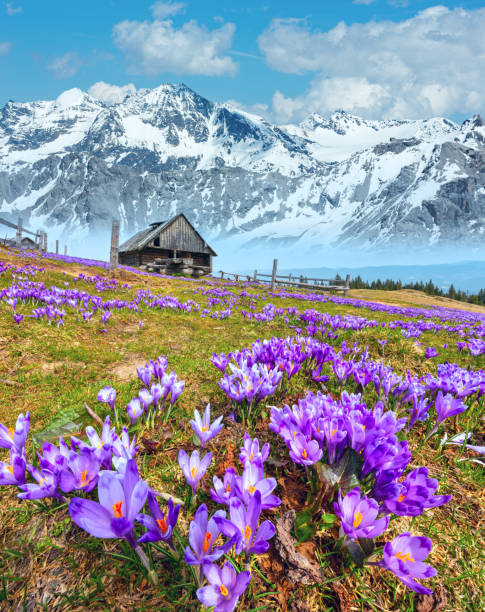 istock Purple Crocus flowers on spring mountain 1143681062