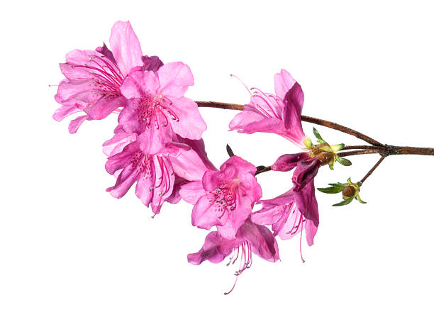 Purple azalea Purple blooms of azalea isolated on white backgrounds. rhododendron stock pictures, royalty-free photos & images