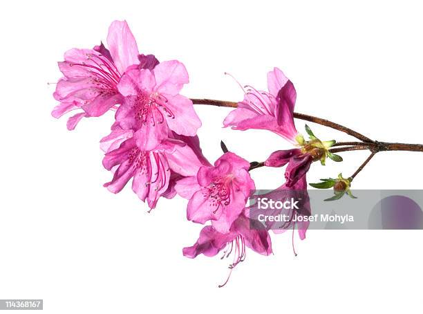 Purple Azalea Stock Photo - Download Image Now - Azalea, Rhododendron, Flower