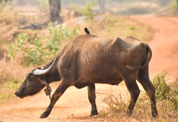 istock Buffalo and hitcher hiker 1143682532