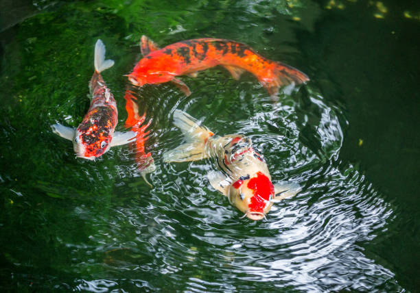 istock Colorful patterns of koi fish in ponds. 1143682561