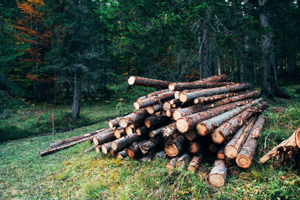 Beautiful nature. Freshly harvested wooden logs stacked in a pile in the green forest Beautiful nature. Freshly harvested wooden logs stacked in a pile in the green forest. fuelwood stock pictures, royalty-free photos & images