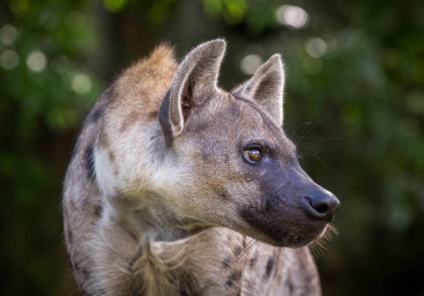Spotted hyena resting in the forest. stock photo