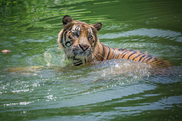 istock Indochina tiger is playing in the water. 1143683145