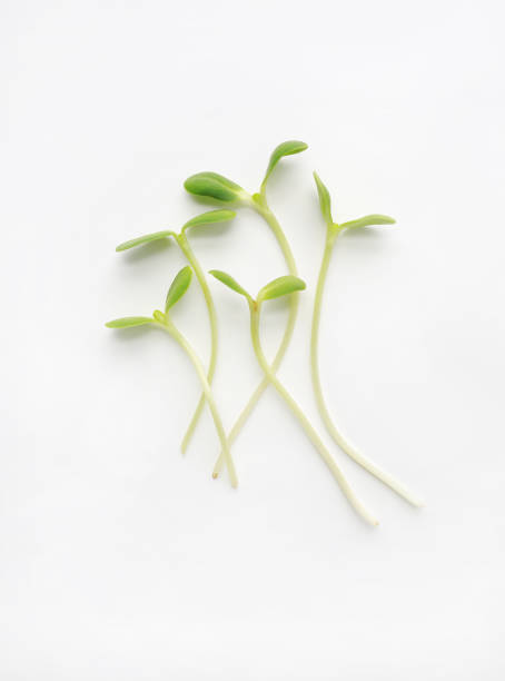 istock Microgreens isolated on white background. Sunflower seedlings. 1143683947