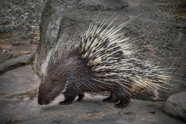 istock Malayan porcupine, relaxing in nature. 1143684194