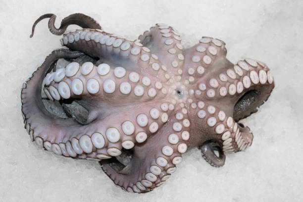 istock Octopus on ice in local Athens fish market, Greece 1143684222