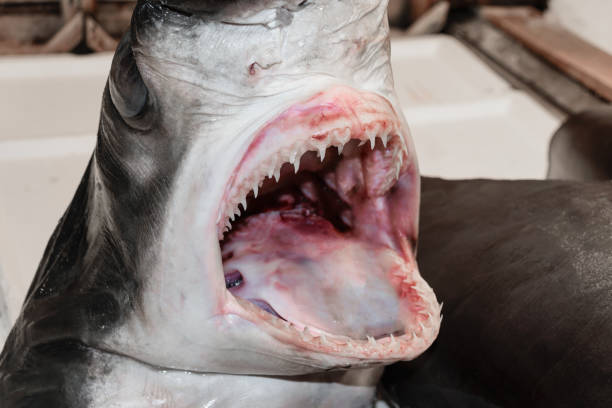 Fresh shark head with open jaws in local Athens fish market, Greece
