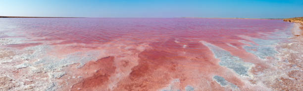 Pink salty Syvash Lake, Ukraine Pink extremely salty Syvash Lake, colored by microalgae with crystalline salt depositions. Also known as the Putrid Sea or Rotten Sea. Ukraine, Kherson Region, near Crimea and Arabat Spit. red algae stock pictures, royalty-free photos & images