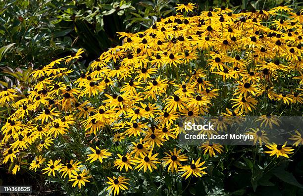 Yellow Flower Stock Photo - Download Image Now - Beauty, Beauty In Nature, Black-Eyed Susan