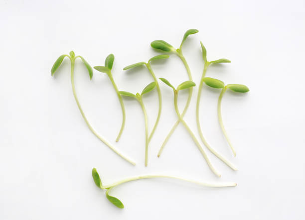 istock Microgreens isolated on white background. Sunflower seedlings. 1143685491