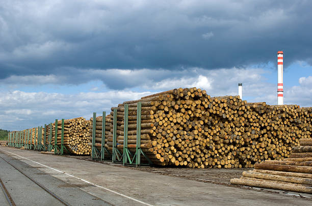 임가공 in 톱질하다 제분기-발착장 목재 - unbarked timber 뉴스 사진 이미지