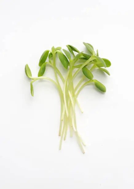 Photo of Sunflower seedlings on white background.