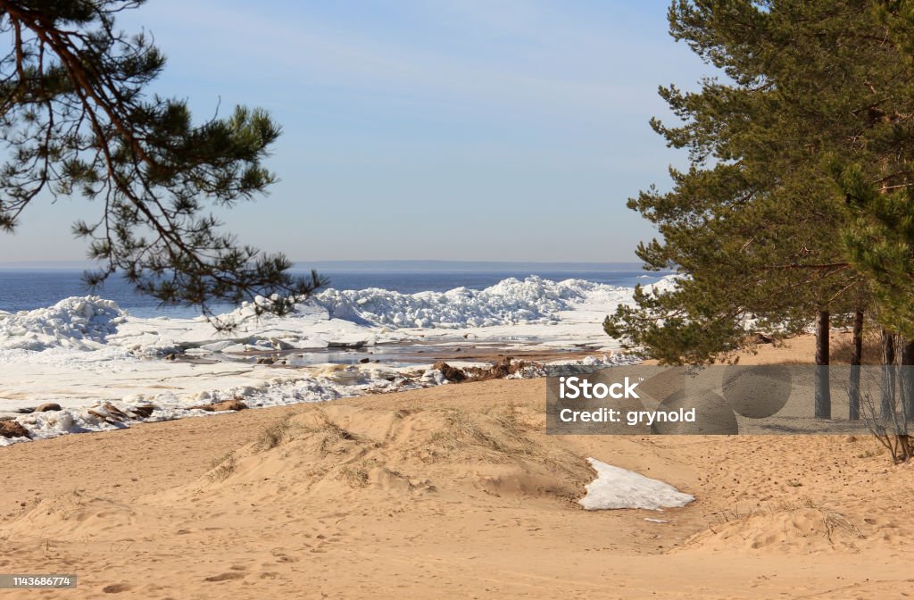 Sandy beach Pines and bushes on sandy beach with snow Beach Stock Photo