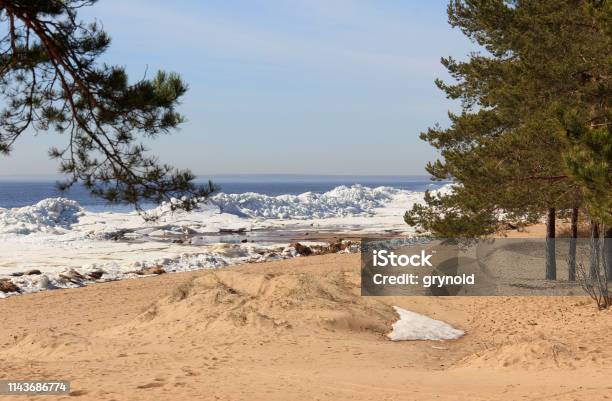 Sandy Beach Stock Photo - Download Image Now - Beach, Cold Temperature, Coniferous Tree