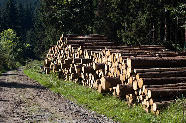 industrie du bois-yard de bois en forêt - unbarked timber photos et images de collection