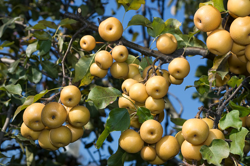 Group of asian pears on branch against blue sky.