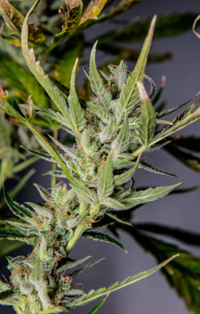 istock Harvest after stealth Growing indoor. Cannabis Bud Quality 1143688840