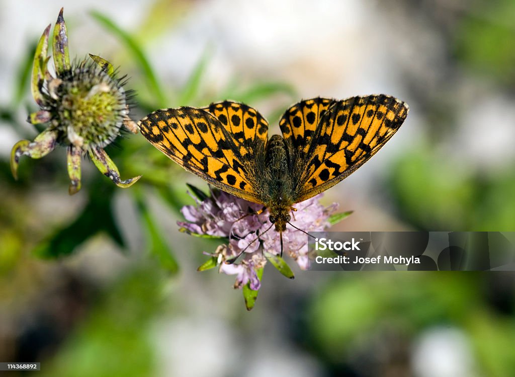 Piccola farfalla - Foto stock royalty-free di Ala di animale