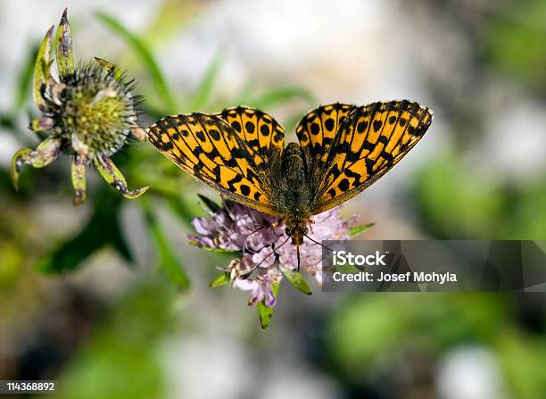 Piccola Farfalla - Fotografie stock e altre immagini di Ala di animale - Ala di animale, Ala spiegata, Animale