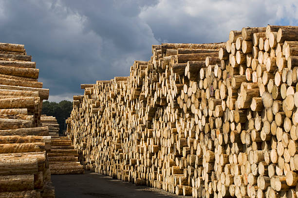 임가공-발착장 목재 - unbarked timber 뉴스 사진 이미지