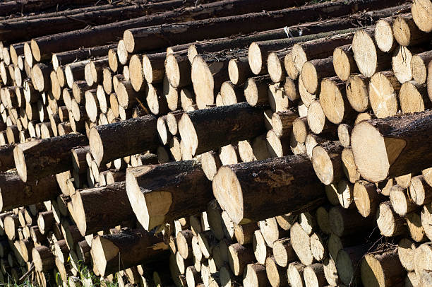 木材産業ヤードの木材の森 - unbarked timber ストックフォ��トと画像