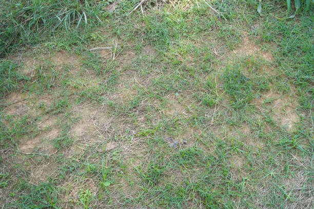 istock grass growth on the soil floor 1143689442