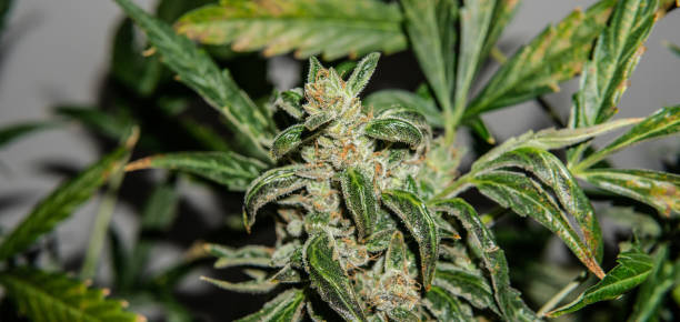 istock Harvest after stealth Growing indoor. Cannabis Bud Quality 1143689480