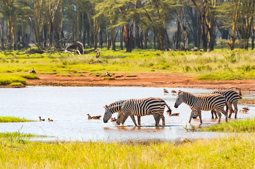 Zebras Drinking water at Lake Nakuru National Park