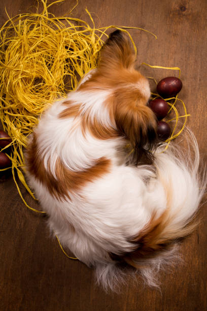 el perro se encuentra en el nido - animal egg eggs basket yellow fotografías e imágenes de stock