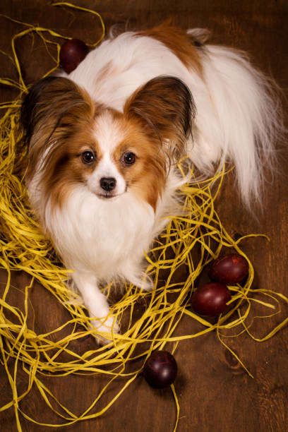 el perro eclosiona los huevos en el nido - animal egg eggs basket yellow fotografías e imágenes de stock