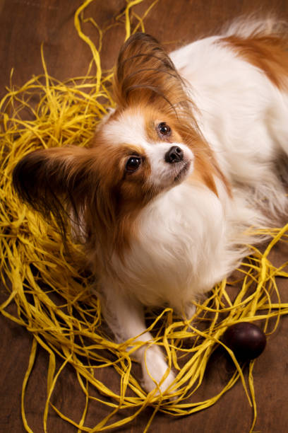 el perro cuida los huevos, la vista superior - animal egg eggs basket yellow fotografías e imágenes de stock