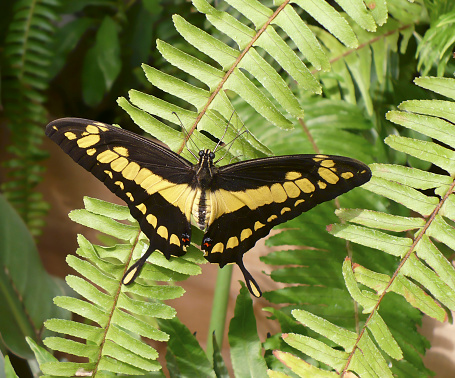 Giant Swallowtail Butterfly on Green Leaves.