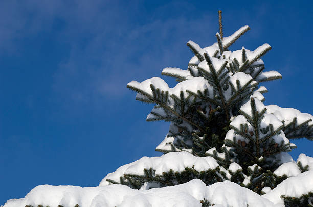 istock Snow on Branches of Corean Pine against Blue Sky 114369142