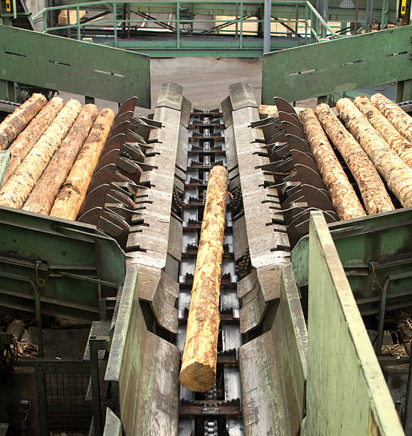 istock Cutting line in a saw mill showing logs 114369190
