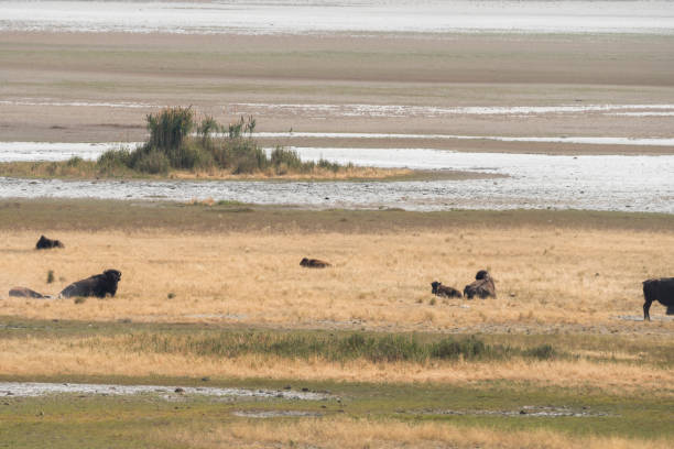 istock bison change the fur in Antelope island state park 1143692848