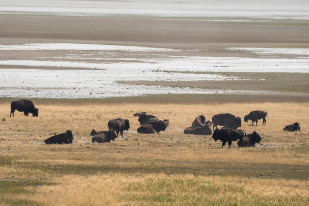 istock bison change the fur in Antelope island state park 1143692851