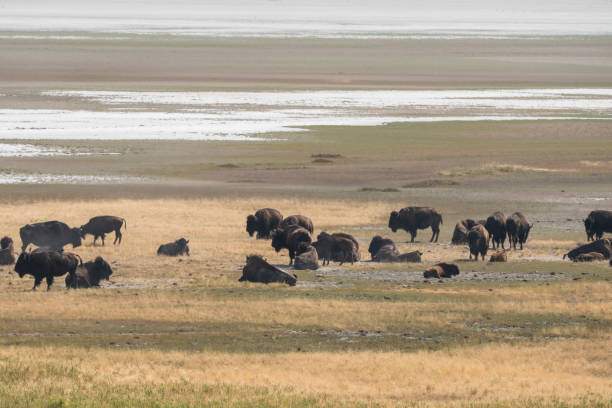 istock bison change the fur in Antelope island state park 1143692860