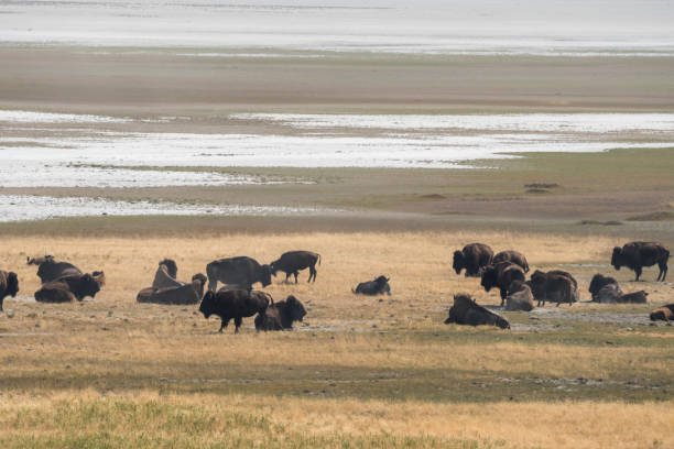istock bison change the fur in Antelope island state park 1143692871