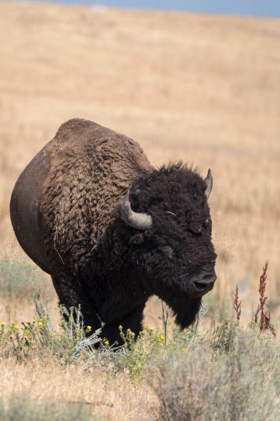 istock bison change the fur in Antelope island state park 1143692895