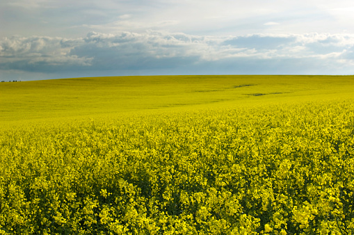 Yellow spring field with flowering rape against cloudy sky.
