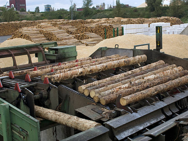 The modern cutting line in saw mill.