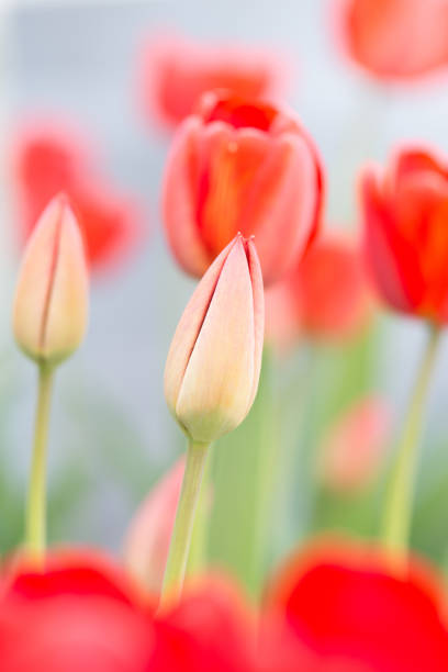 istock glade of red tulips 1143694448