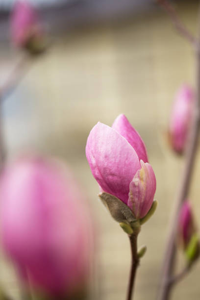 istock magnolia in the spring garden 1143694459