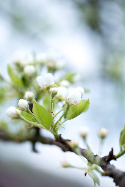 istock Apple flowers bloom in the garden 1143694473