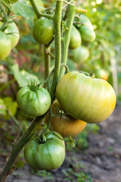 istock tomatoes in the garden 1143694573
