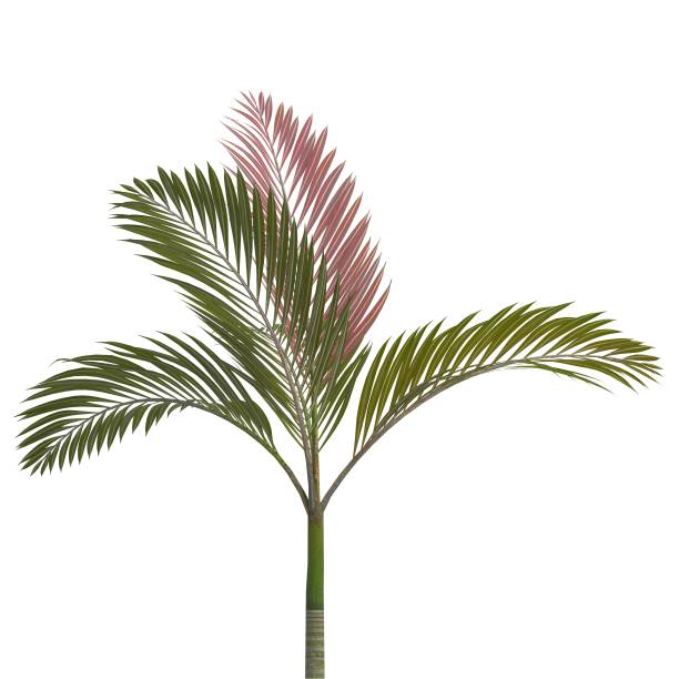 istock Palm Tree 3d illustration isolated on the white background 1143694634