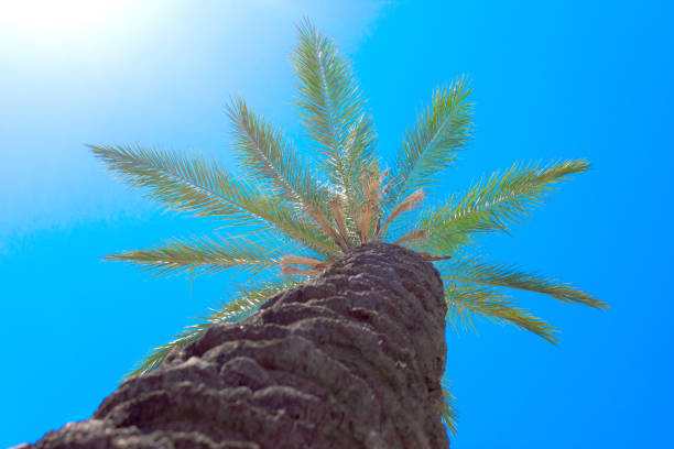 Date palm against the blue sky and sun
