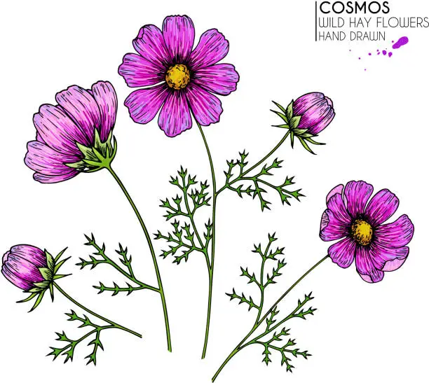 Vector illustration of Hand drawn wild hay flowers. Cosmos or cosmea flower. Vintage en